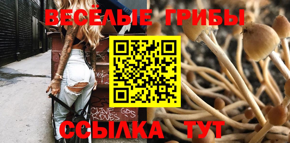 где купить наркоту  Вход с VPN  Новотроицк  Псилоцибиновые грибы Psilocybe 