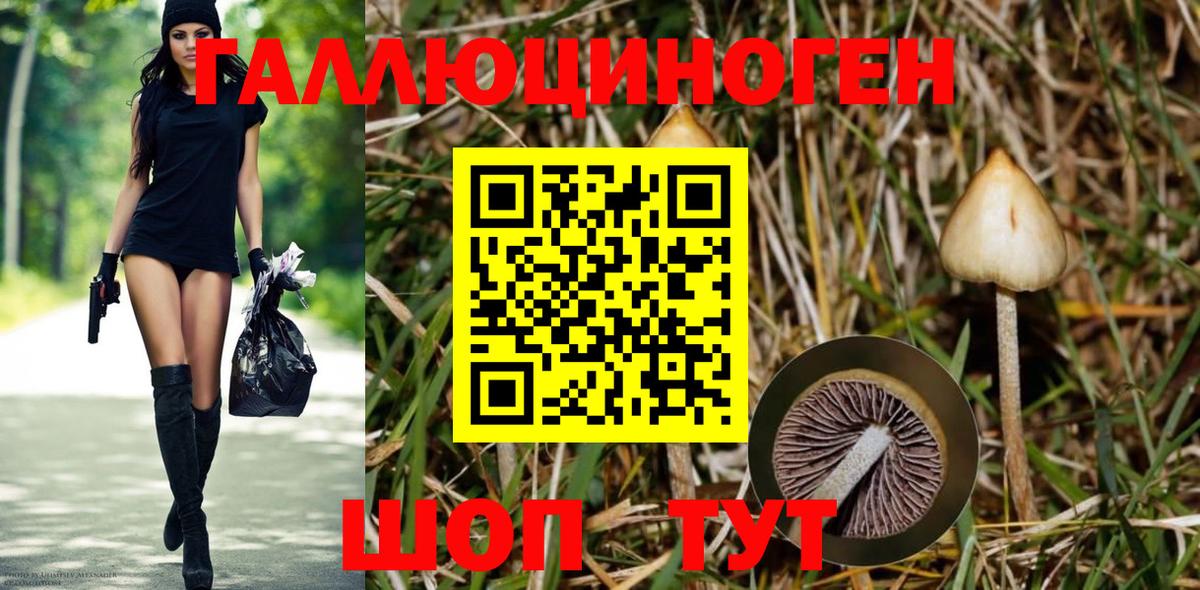 Псилоцибиновые грибы Psilocybine cubensis Новотроицк